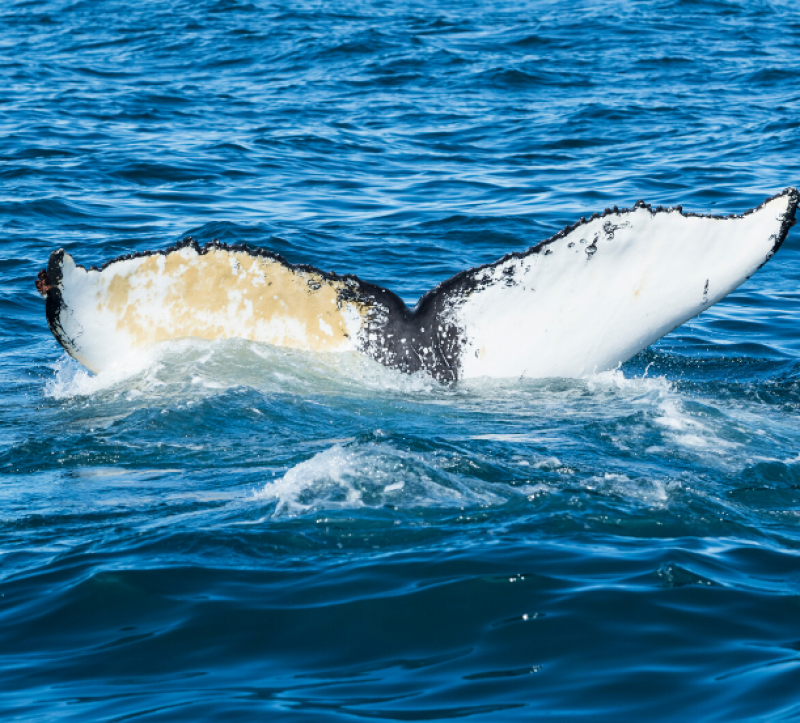Whale tail breaching