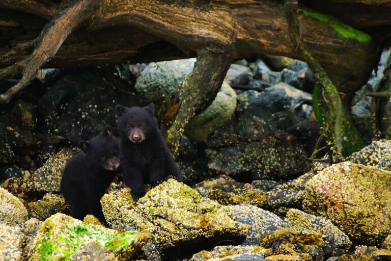 Black bears on the shoreline