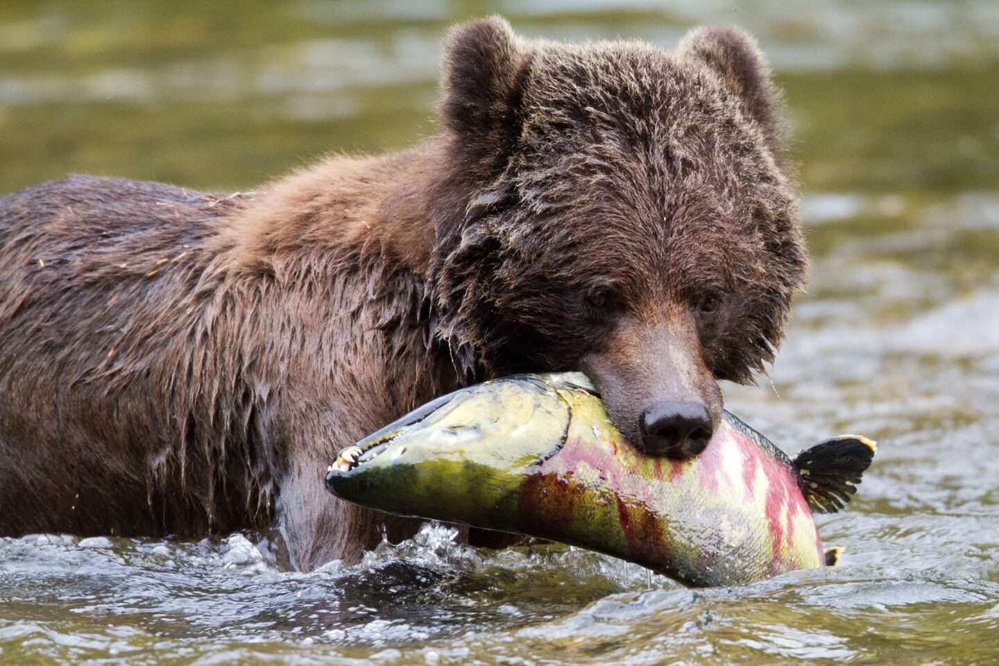 british columbia great bear lodge bear with salmon