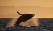 canada humpback breaching at sunset istk
