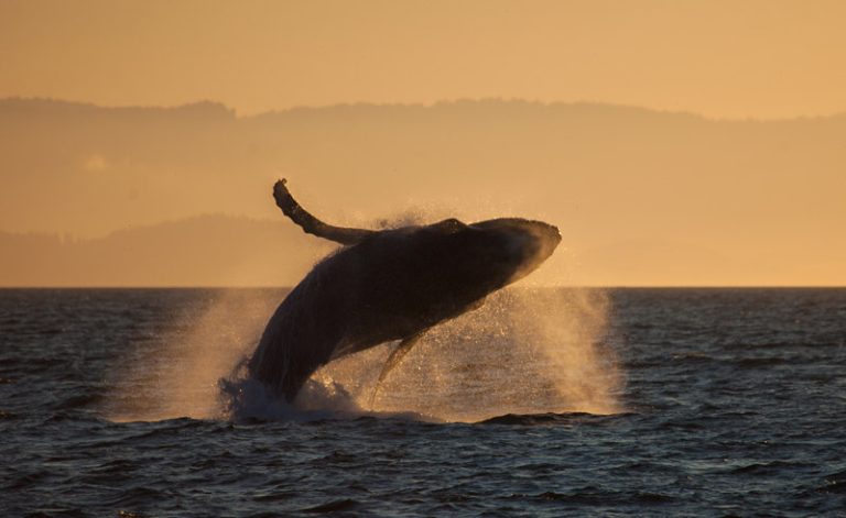 canada humpback breaching at sunset istk