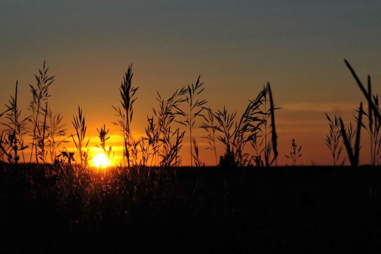 saskatchewan sunset wheat field istk