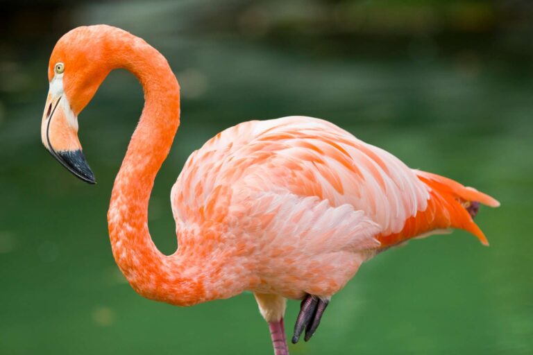 bird flamingo istk