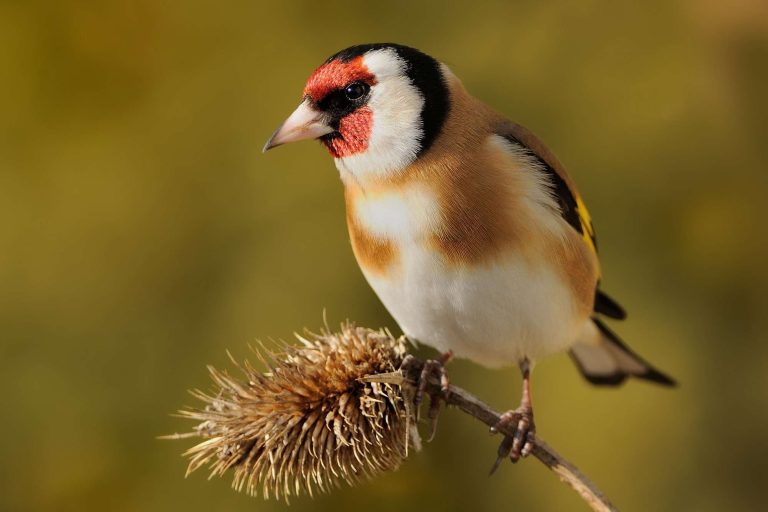 bird goldfinch istk