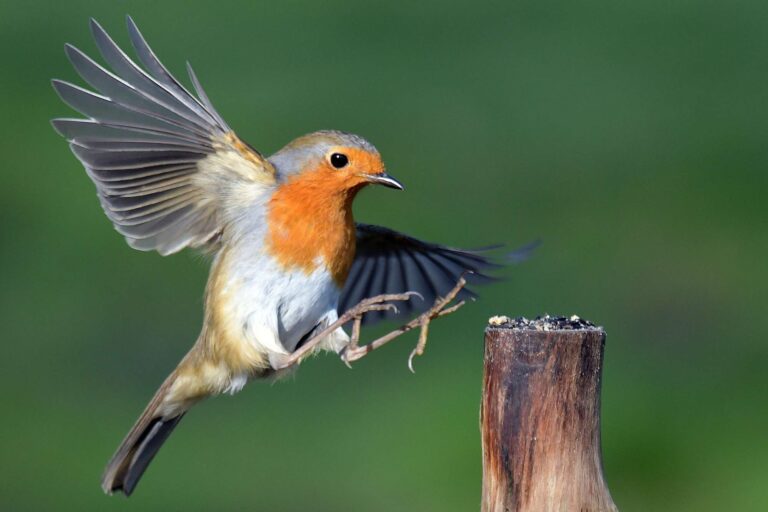 bird robin istk