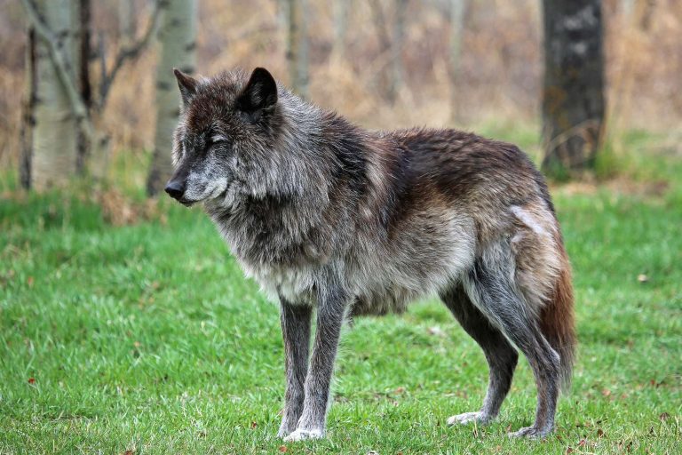 canada yamnuska wolfdog sanctuary british columbia istk