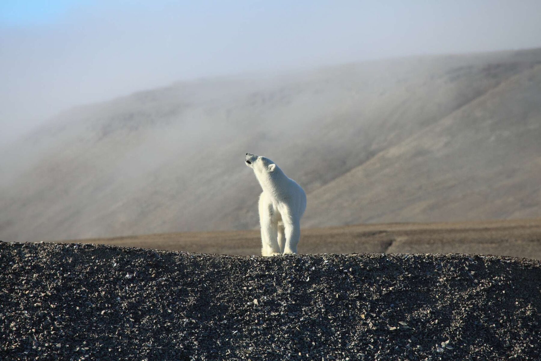 canadian arctic polar bear devon island nunavut istk