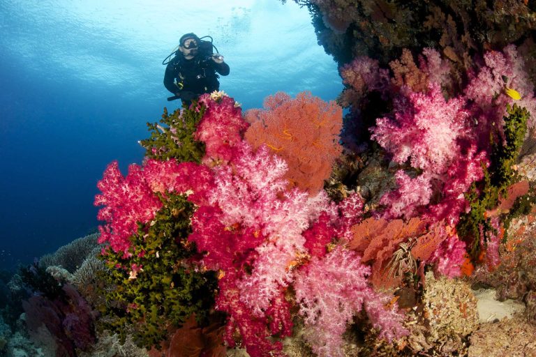 fiji diver over coral reef istk