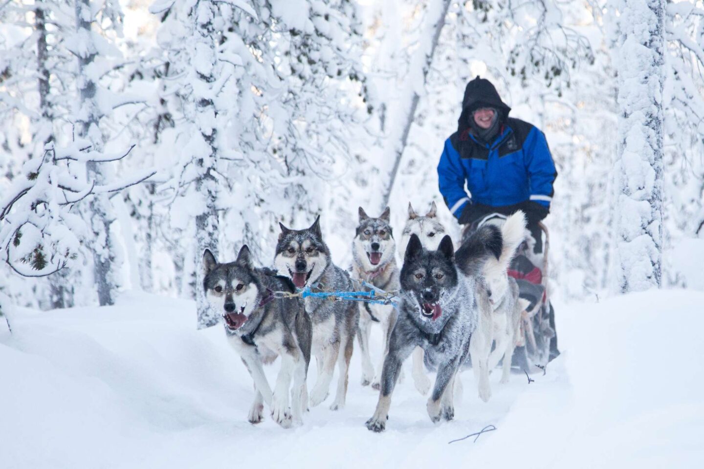 finland nellim husky sledding winter