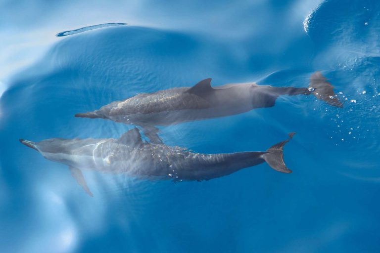hawaii big island spinner dolphins istk