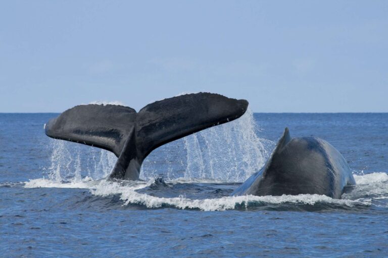 hawaii oahu humpback whale tail istk
