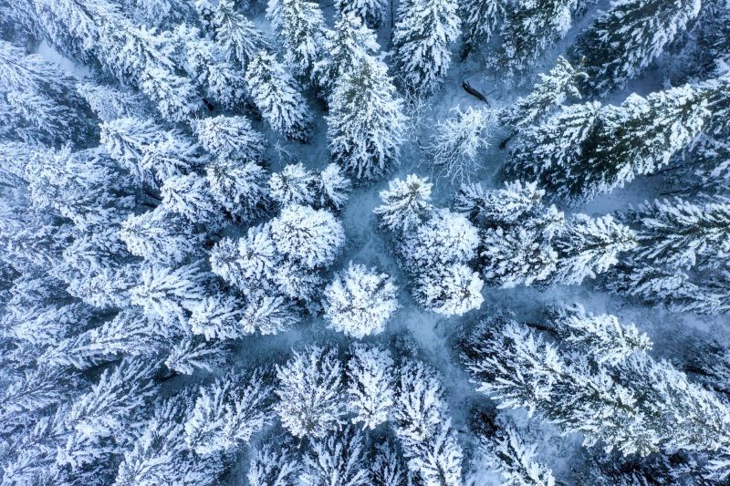 lapland winter forest drone view istk