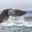new zealand kaikoura diving sperm whale istk