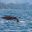 new zealand kaikoura mountains whale diving istk