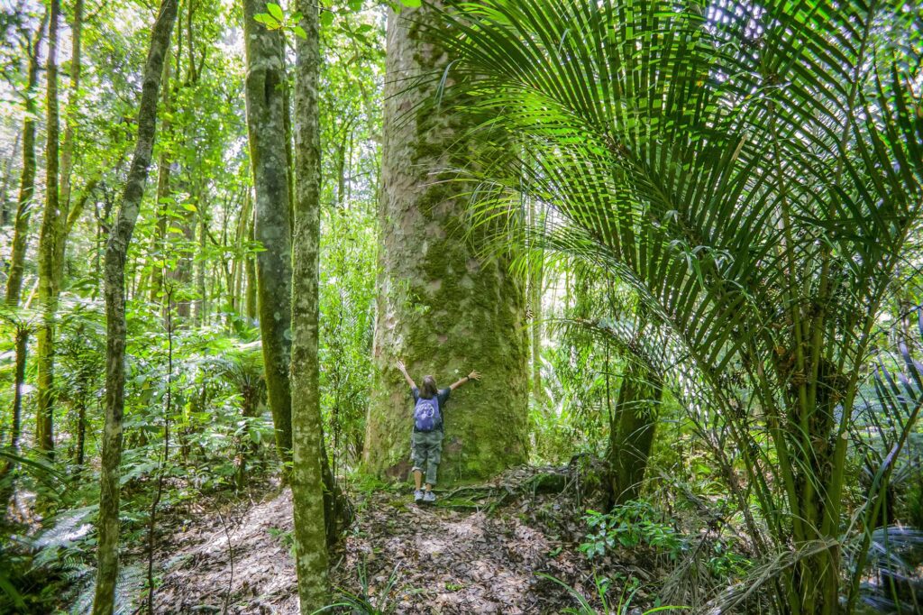 new zealand northland waipoua forest kauri tree istk