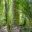 new zealand northland waipoua forest kauri tree istk