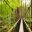 new zealand rotorua whakarewarewa redwood forest walkway istk