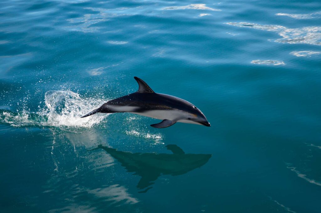 new zealand wildlife dusky dolphin kaikoura istk