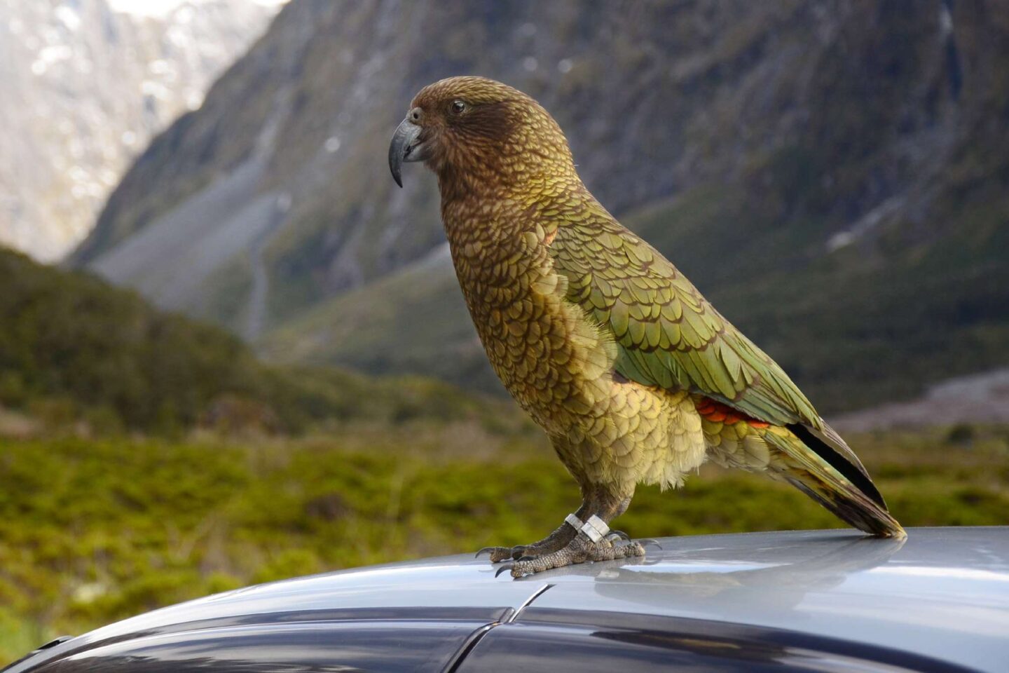 new zealand wildlife kea on a car arthurs pass istk