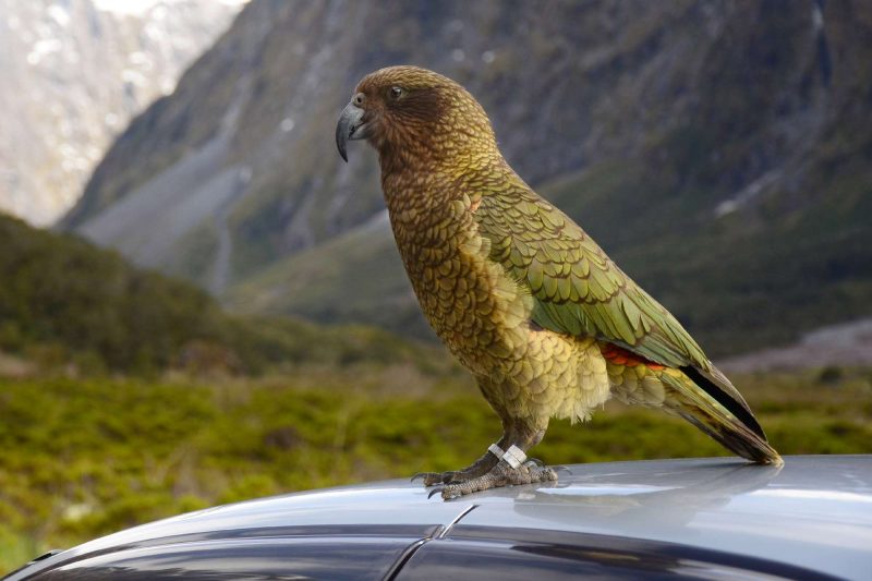 new zealand wildlife kea on a car arthurs pass istk