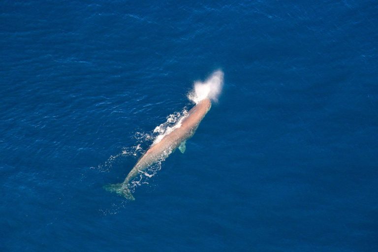 new zealand wildlife sperm whale kaikoura tnz