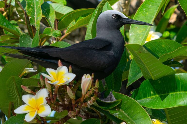 pacific wildlife black noddy bird among frangipanis istk