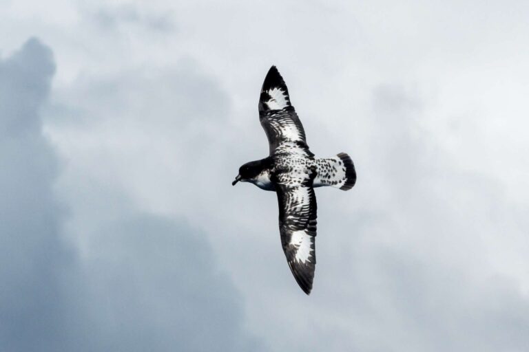 antarctica cape petrel in flight istk