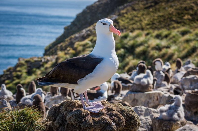 falkland islands black browed albatross istk
