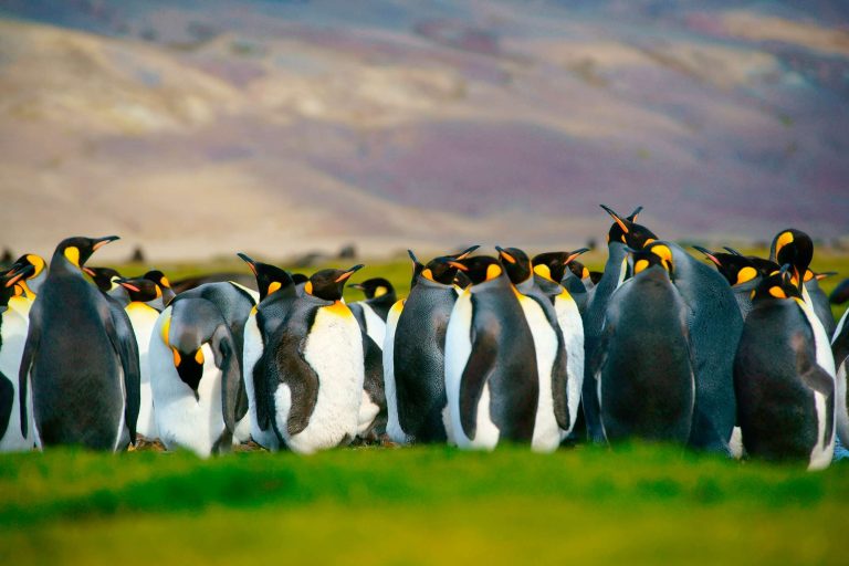 falkland islands king penguins istk