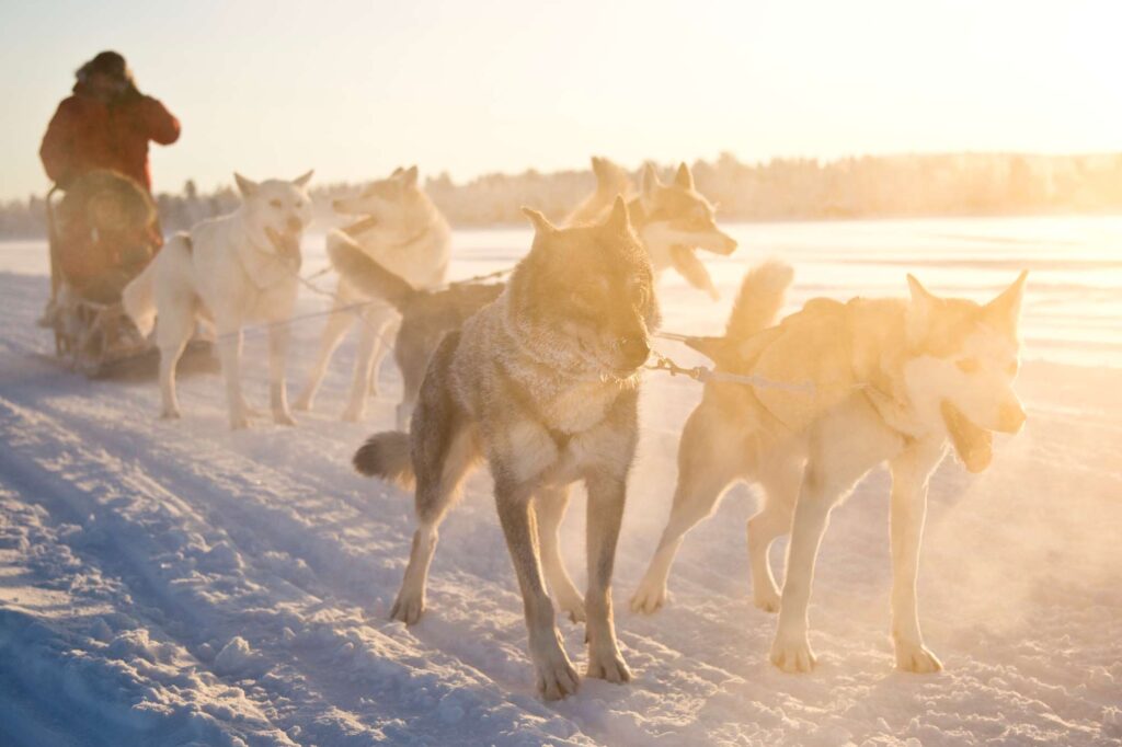 finnish lapland nellim husky sledding winter sun