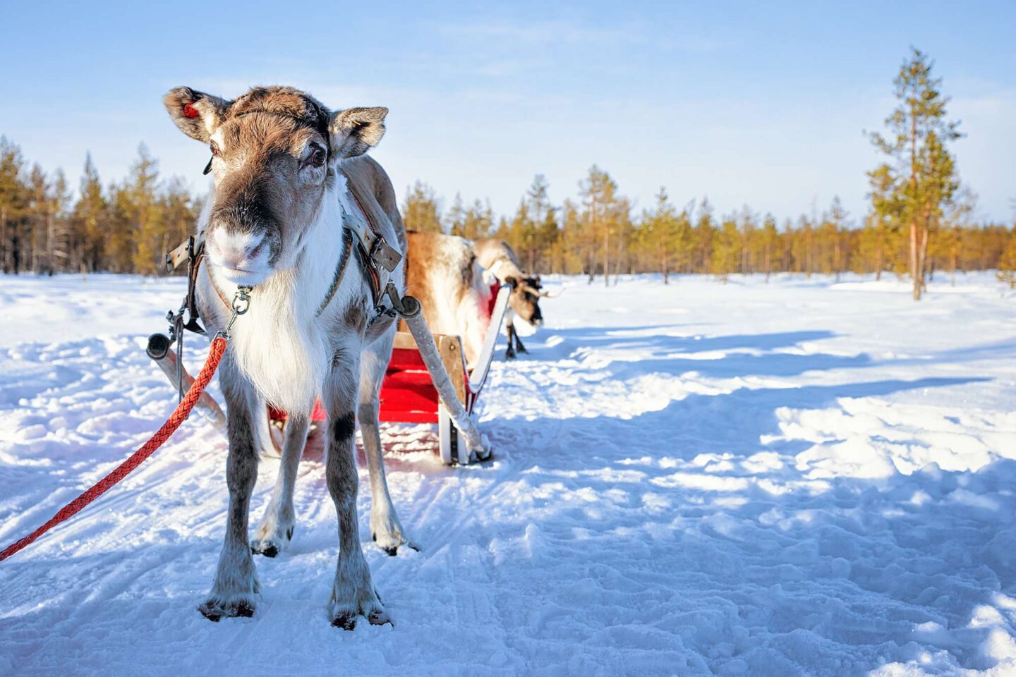 finnish lapland reindeer sledding near rovaniemi istk