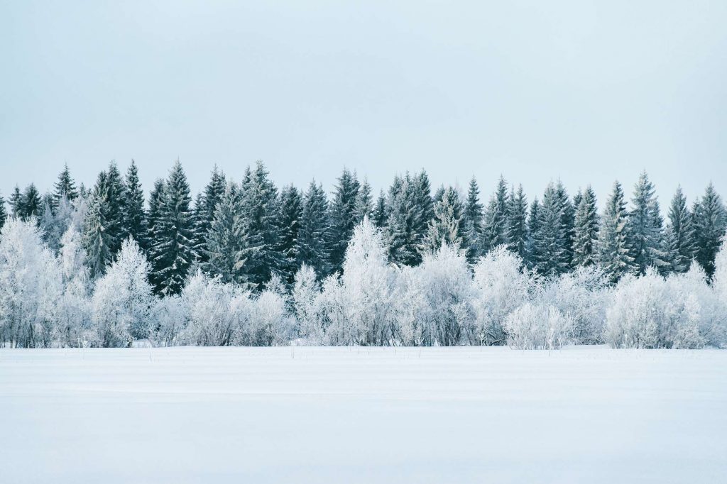 finnish lapland rovaniemi treeline covered in snow istk