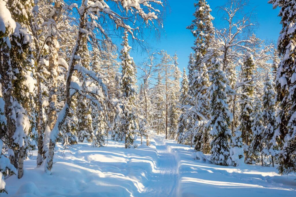 finnish lapland snowcovered forest trail istk