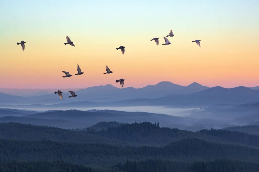 flock of birds at sunrise istk