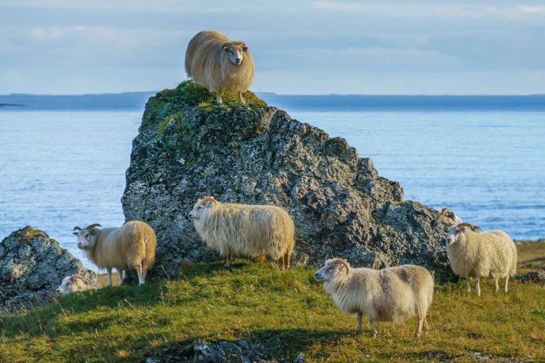 iceland east fjords sheep by shoreline rth