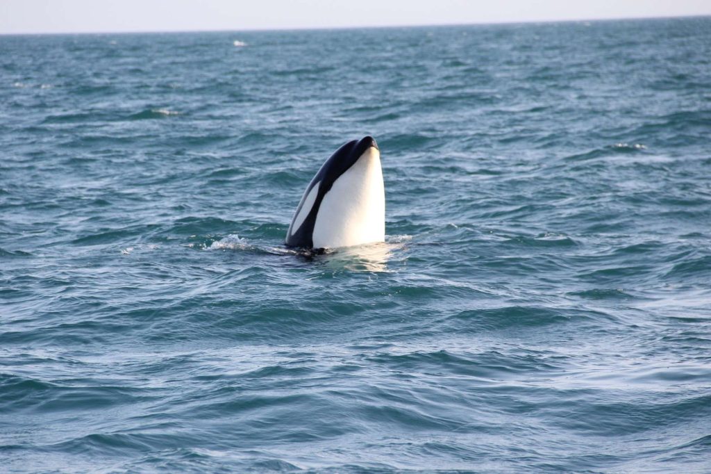 iceland grundarfjordur killer whale cs