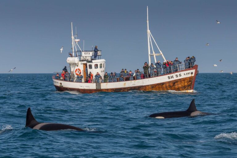 iceland grundarfjordur whale watching aboard laki rth