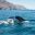 iceland husavik humpback whale tail fluke istk