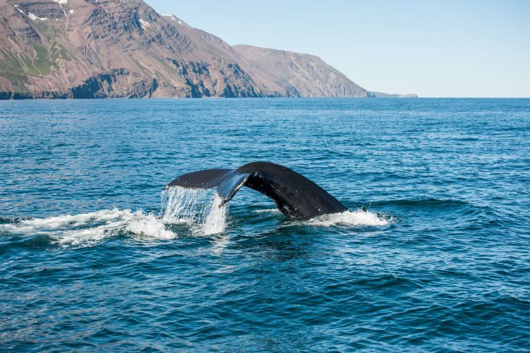 iceland husavik humpback whale tail fluke istk