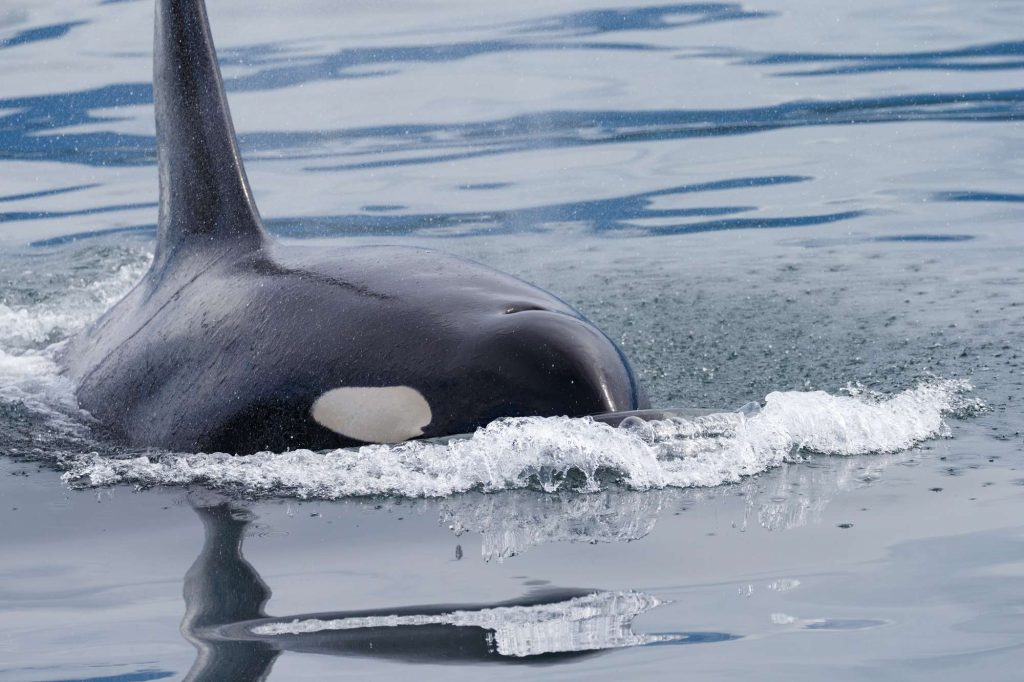 iceland orca pushing through water istk