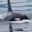 iceland orca pushing through water istk