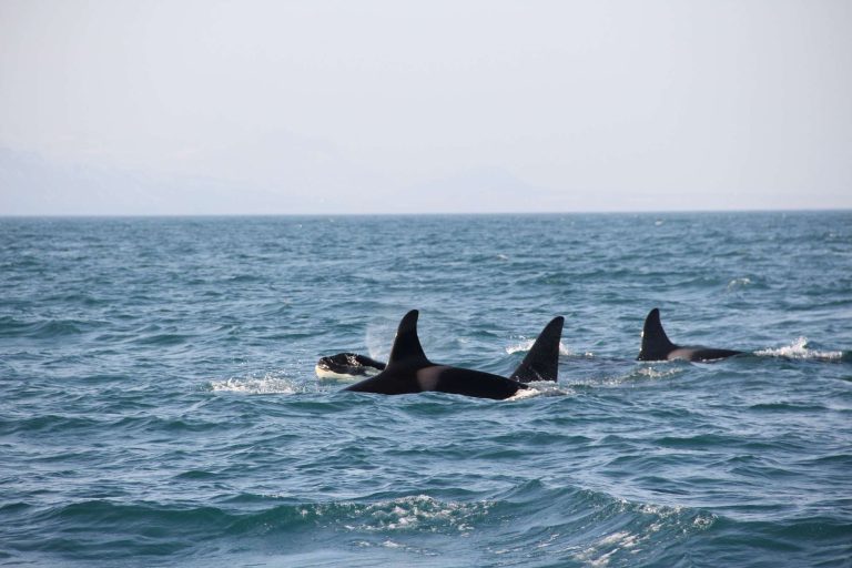 iceland orcas off grundarfjordur cs
