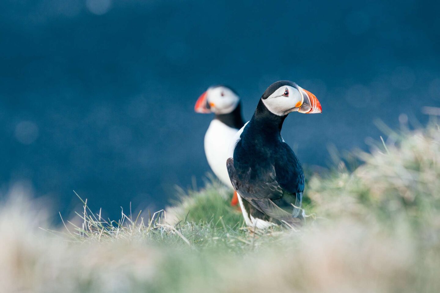 iceland puffins cliff edge gt