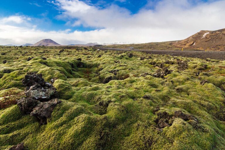 iceland reykjanes peninsula moss covered lava summer istk