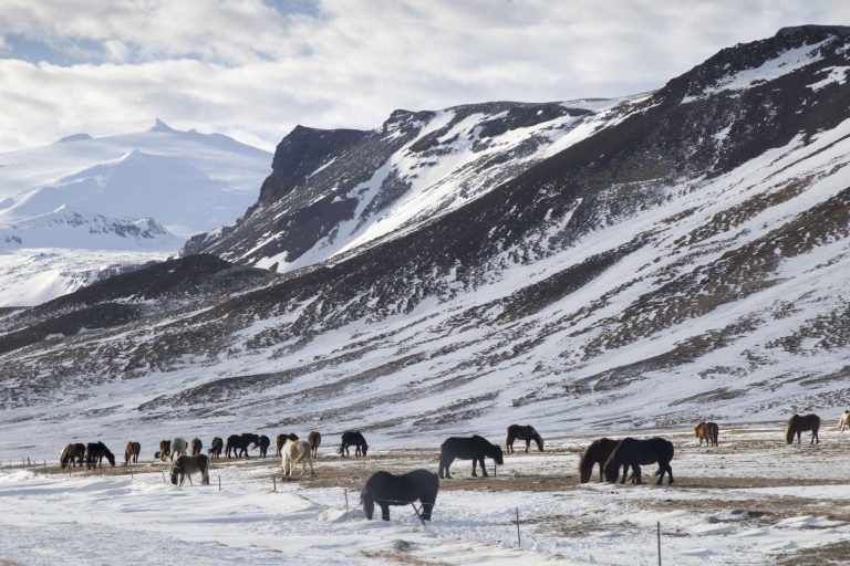 iceland snaefellsnes horses in winter astk