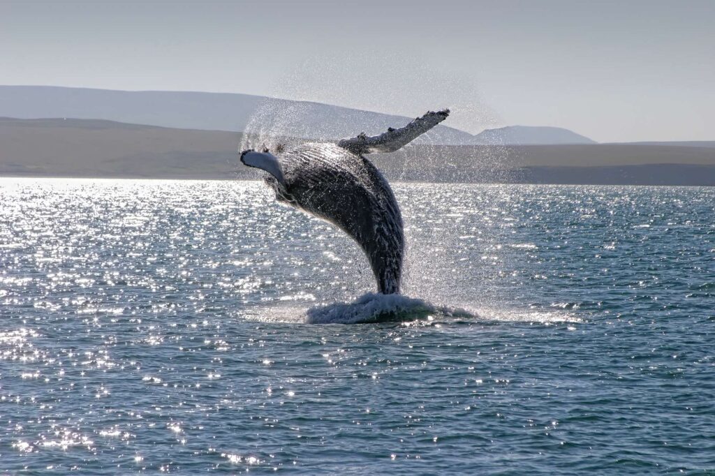 iceland wildlife humpback whale breaching rth