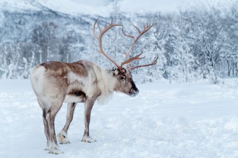 lapland reindeer in winter istk
