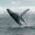 north iceland humpback whale breaching husavik gt