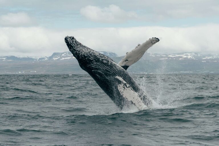 north iceland humpback whale breaching husavik gt