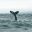 north iceland humpback whale tail husavik gt